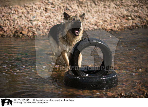 bellender Altdeutscher Schferhund / barking Old German Shepherd / YJ-02861