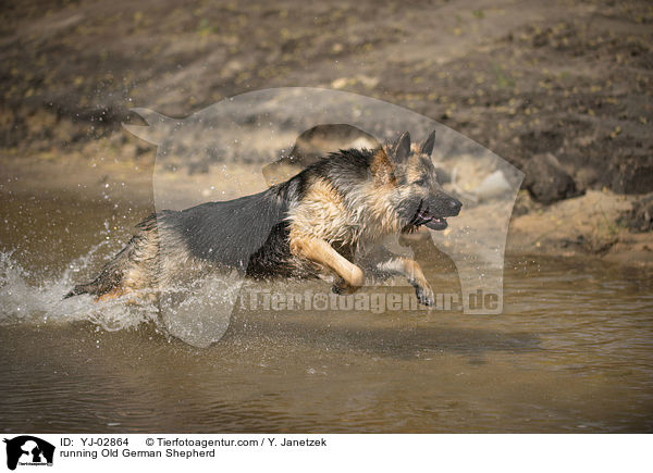 rennender Altdeutscher Schferhund / running Old German Shepherd / YJ-02864