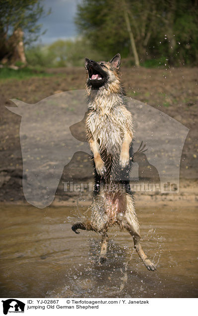 springender Altdeutscher Schferhund / jumping Old German Shepherd / YJ-02867