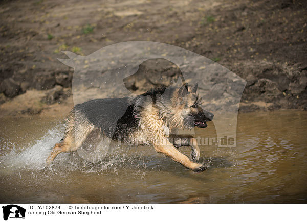 rennender Altdeutscher Schferhund / running Old German Shepherd / YJ-02874