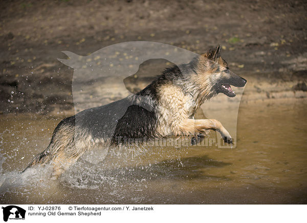 rennender Altdeutscher Schferhund / running Old German Shepherd / YJ-02876