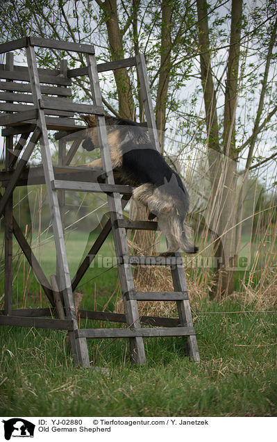 Altdeutscher Schferhund / Old German Shepherd / YJ-02880