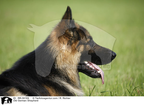 Altdeutscher Schferhund / Old German Shepherd / RR-39169
