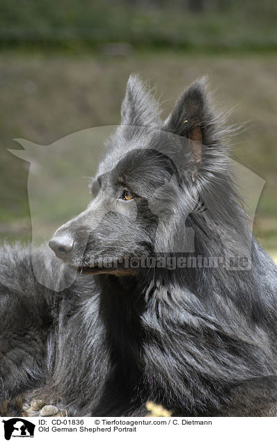 Altdeutscher Schferhund Portrait / Old German Shepherd Portrait / CD-01836