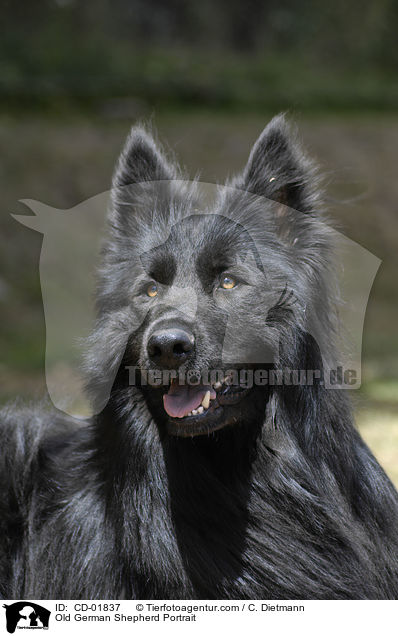 Altdeutscher Schferhund Portrait / Old German Shepherd Portrait / CD-01837