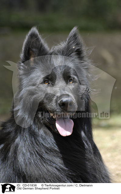 Altdeutscher Schferhund Portrait / Old German Shepherd Portrait / CD-01838