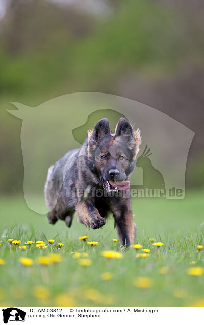 rennender Altdeutscher Schferhund / running Old German Shepherd / AM-03812