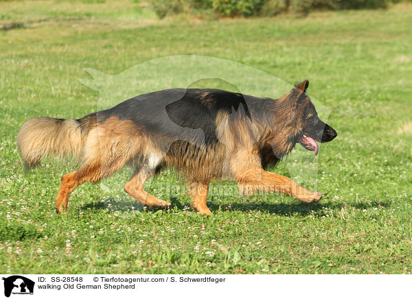 laufender Altdeutscher Schferhund / walking Old German Shepherd / SS-28548
