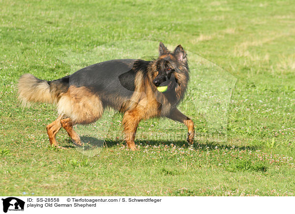 spielender Altdeutscher Schferhund / playing Old German Shepherd / SS-28558