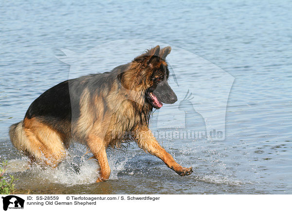 rennender Altdeutscher Schferhund / running Old German Shepherd / SS-28559