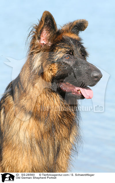 Altdeutscher Schferhund Portrait / Old German Shepherd Portrait / SS-28560
