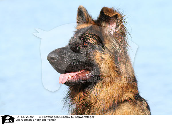 Altdeutscher Schferhund Portrait / Old German Shepherd Portrait / SS-28561