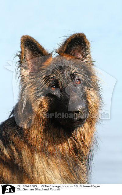 Altdeutscher Schferhund Portrait / Old German Shepherd Portrait / SS-28563