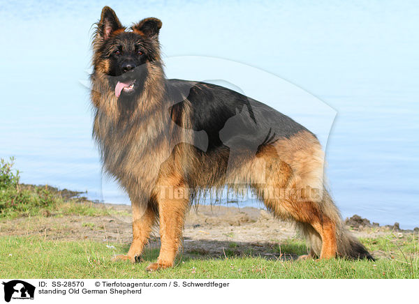 stehender Altdeutscher Schferhund / standing Old German Shepherd / SS-28570