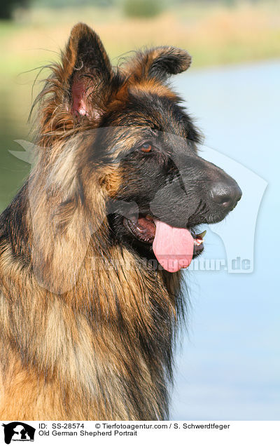 Altdeutscher Schferhund Portrait / Old German Shepherd Portrait / SS-28574