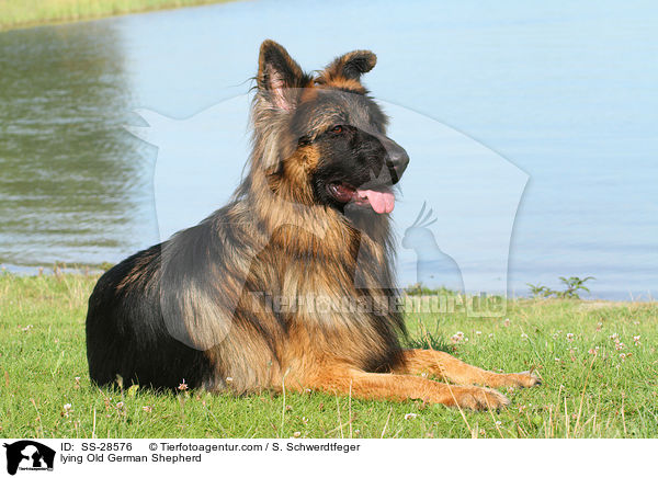 liegender Altdeutscher Schferhund / lying Old German Shepherd / SS-28576