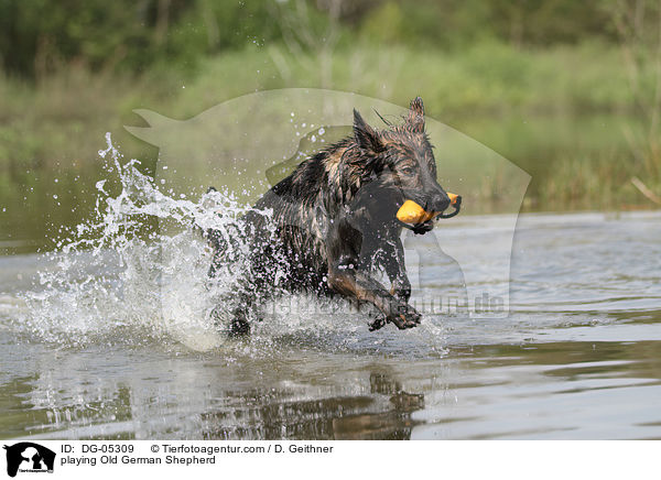 spielender Altdeutscher Schferhund / playing Old German Shepherd / DG-05309