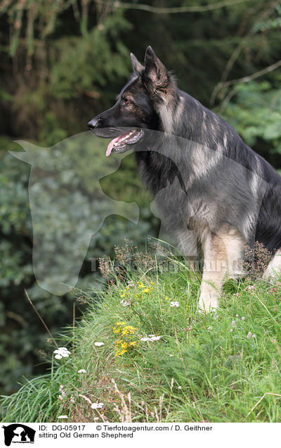 sitzender Altdeutscher Schferhund / sitting Old German Shepherd / DG-05917
