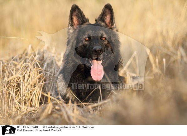 Altdeutscher Schferhund Portrait / Old German Shepherd Portrait / DG-05948