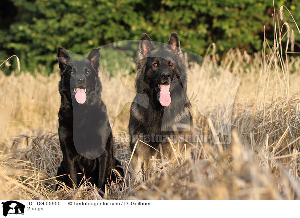 2 Hunde / 2 dogs / DG-05950