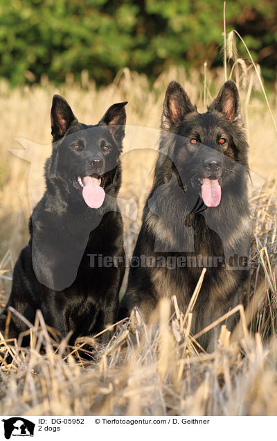 2 Hunde / 2 dogs / DG-05952