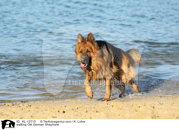 laufender Altdeutscher Schferhund / walking Old German Shepherd / KL-12715