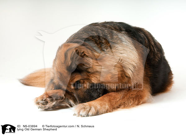 liegender Altdeutscher Schferhund / lying Old German Shepherd / NS-03894