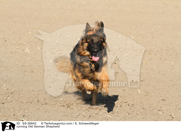 running Old German Shepherd / SS-38842