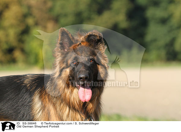Altdeutscher Schferhund Portrait / Old German Shepherd Portrait / SS-38846