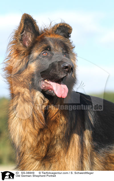 Old German Shepherd Portrait / SS-38849