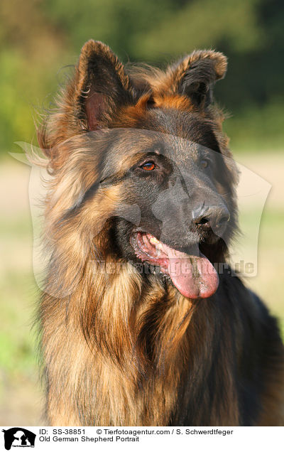Altdeutscher Schferhund Portrait / Old German Shepherd Portrait / SS-38851