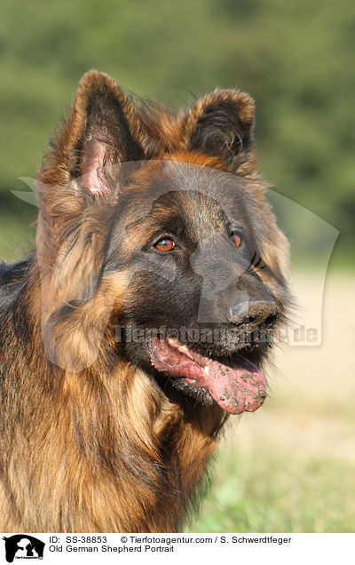Altdeutscher Schferhund Portrait / Old German Shepherd Portrait / SS-38853