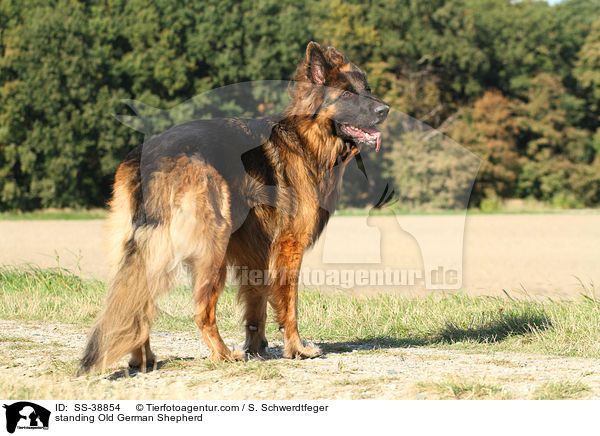 stehender Altdeutscher Schferhund / standing Old German Shepherd / SS-38854