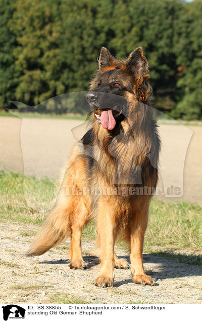 stehender Altdeutscher Schferhund / standing Old German Shepherd / SS-38855