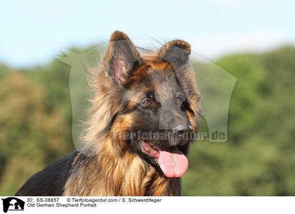 Old German Shepherd Portrait / SS-38857