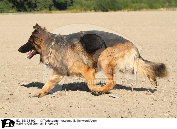 laufender Altdeutscher Schferhund / walking Old German Shepherd / SS-38862