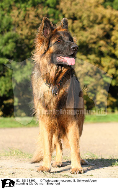stehender Altdeutscher Schferhund / standing Old German Shepherd / SS-38863