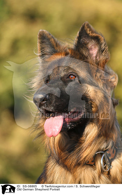 Altdeutscher Schferhund Portrait / Old German Shepherd Portrait / SS-38865