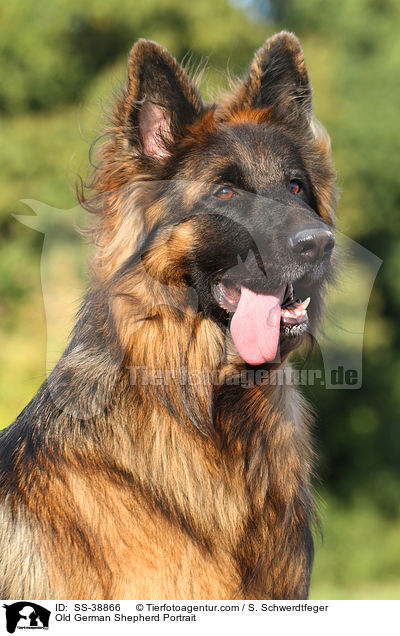Altdeutscher Schferhund Portrait / Old German Shepherd Portrait / SS-38866