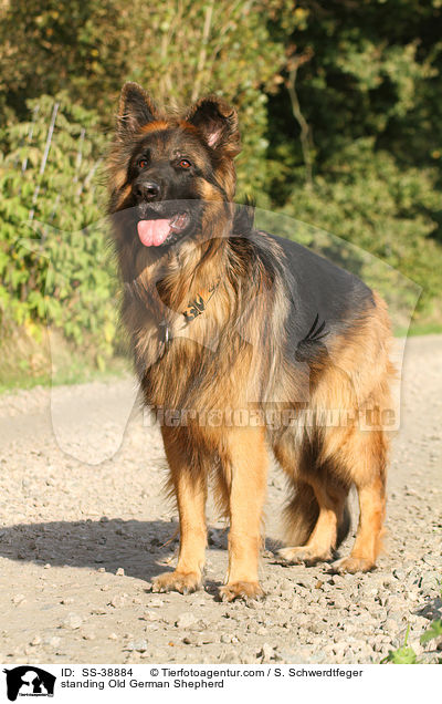 stehender Altdeutscher Schferhund / standing Old German Shepherd / SS-38884