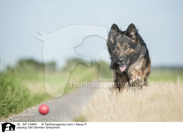 playing Old German Shepherd / AP-13864