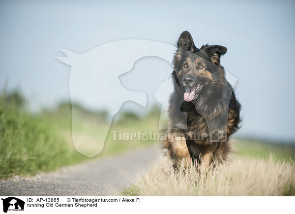 running Old German Shepherd / AP-13865