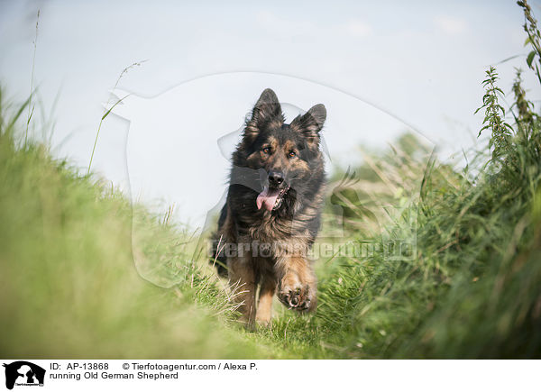 rennender Altdeutscher Schferhund / running Old German Shepherd / AP-13868