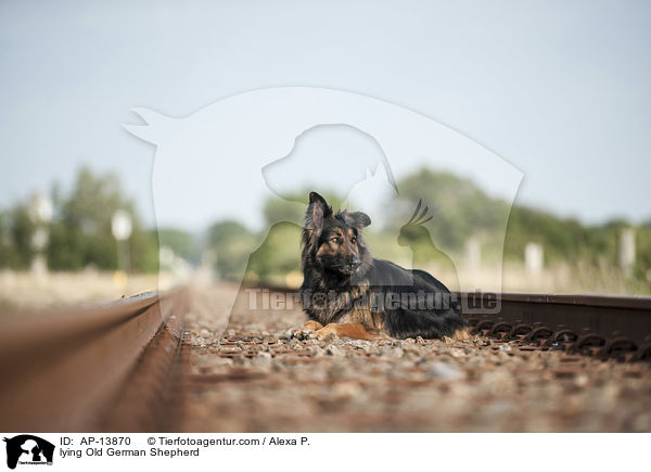 liegender Altdeutscher Schferhund / lying Old German Shepherd / AP-13870