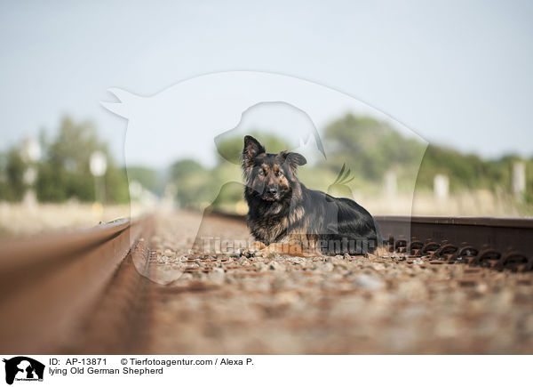liegender Altdeutscher Schferhund / lying Old German Shepherd / AP-13871