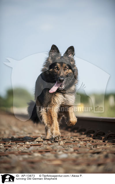 rennender Altdeutscher Schferhund / running Old German Shepherd / AP-13873