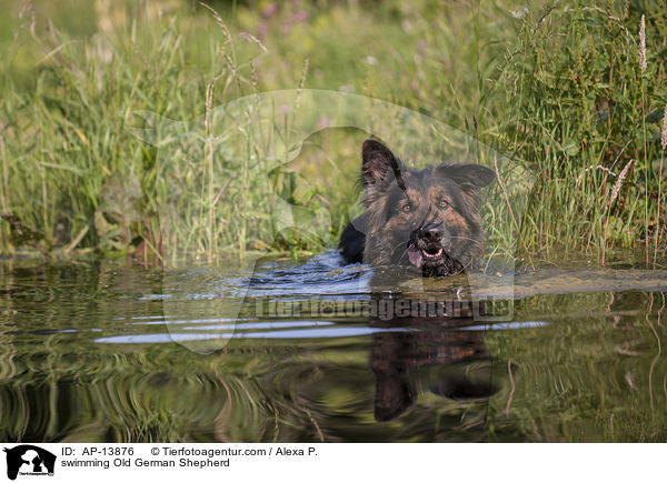 schwimmender Altdeutscher Schferhund / swimming Old German Shepherd / AP-13876