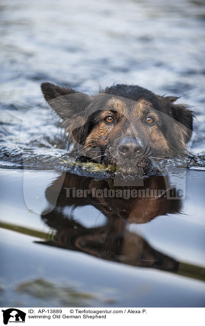 swimming Old German Shepherd / AP-13889