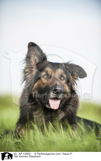 Altdeutscher Schferhund / Old German Shepherd / AP-13892