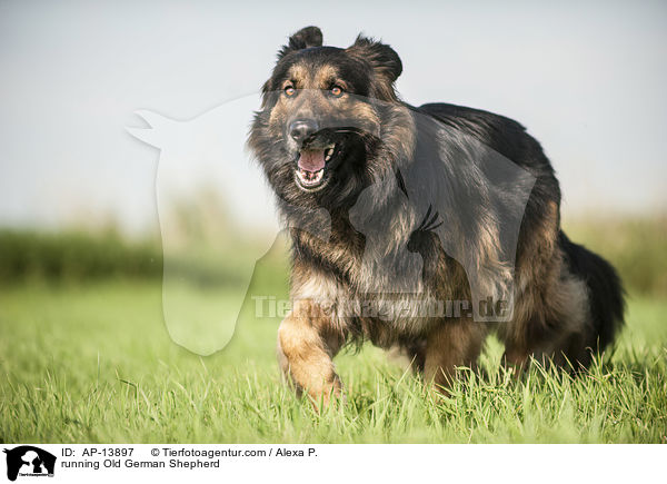 rennender Altdeutscher Schferhund / running Old German Shepherd / AP-13897
